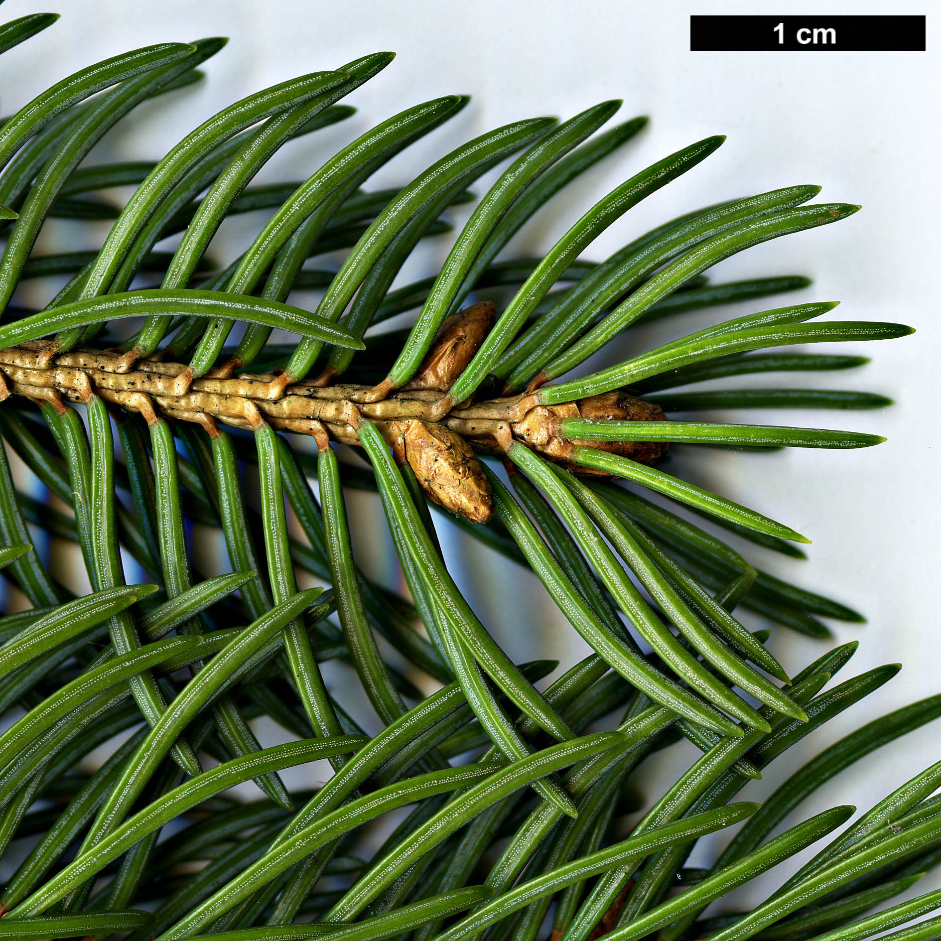 High resolution image: Family: Pinaceae - Genus: Picea - Taxon: ×lutzii (P.glauca × P.sitchensis)